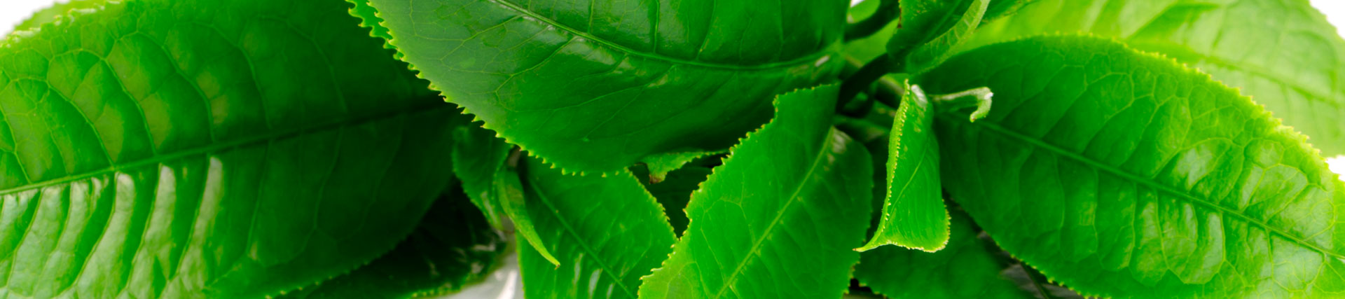 T&eacute; verde