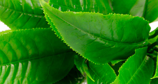 T&eacute; verde