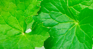 Centella asi&aacute;tica