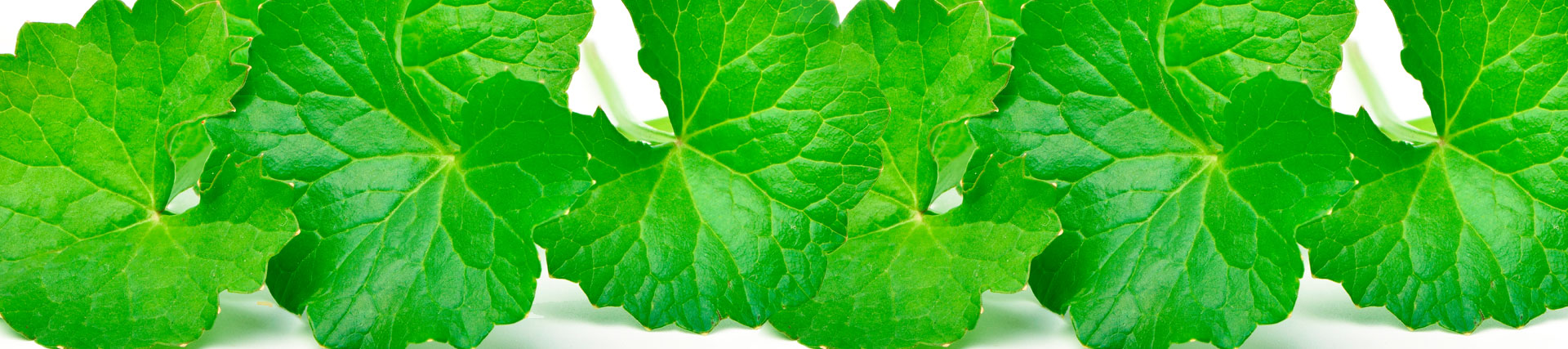 Centella asi&aacute;tica